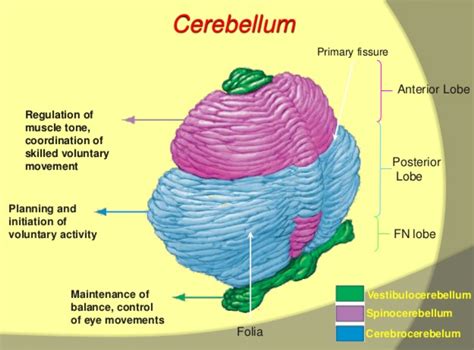 Cerebellum Anatomy Diagram