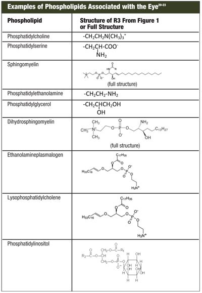 Are Phospholipids the Critical Ingredient?