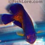 Coral Beauty Angelfish Care - Size, Life Span, Tank Mates, Breeding