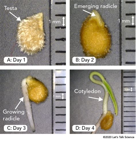 Seeds and Germination | Let's Talk Science