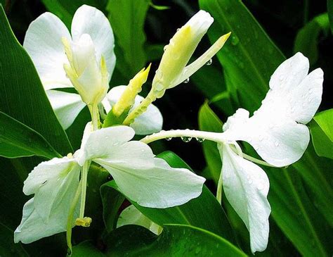 White Ginger Blossoms. The fragrance is unforgettable. | Plant roots ...