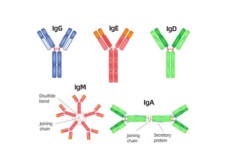 Antibody Structure, classes and functions_AntibodySystem