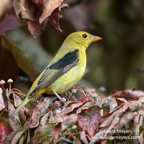 Scarlet Tanager Male Non Breeding - Laura Meyers Photograpy