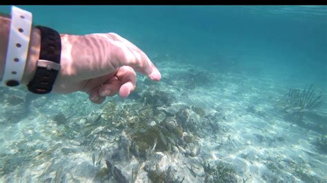 Angsana Cayo Santa Maria snorkeling part 1 - YouTube