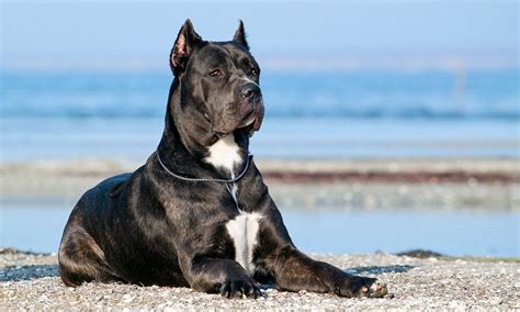 Cane Corso Dog Breed: Characteristics, Care & Photos | BeChewy