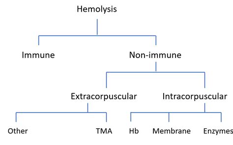 What are causes of hemolysis? • The Blood Project