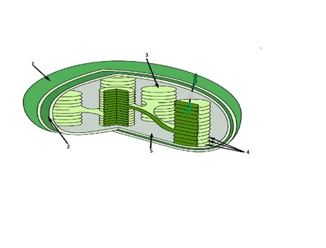 Draw the structure of chloroplast and label the parts.