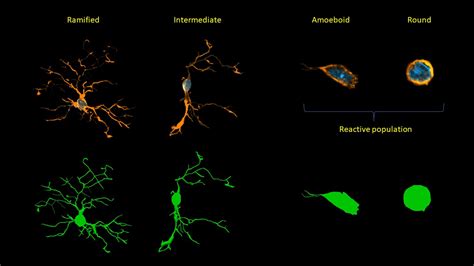 Nonhuman primate microglia detailed morpholgy study using ...