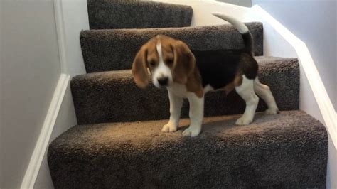 Beagle puppy learns how to go down stairs... FUNNY ENDING - YouTube