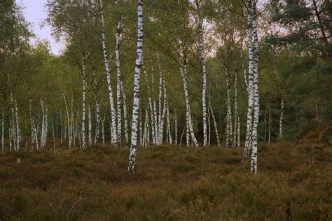 Free Birch trees Stock Photo - FreeImages.com