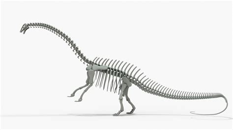 Brontosaurus Rigged Skeleton 3D model - TurboSquid 2122328