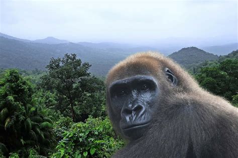 Why should we protect Cross River gorillas? - Cross River Gorilla