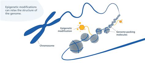 What is epigenetics? - Genomics Education Programme