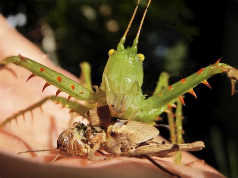 Chirping diversity: New field guide published on grasshopper species in ...