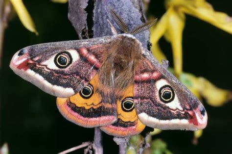 Breathtaking Metamorphosis: The Saturniidae Moths