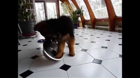 German Shepherd Puppy Plays With Empty Food Bowl - YouTube