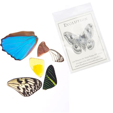 Butterfly Wings | Evolution Store