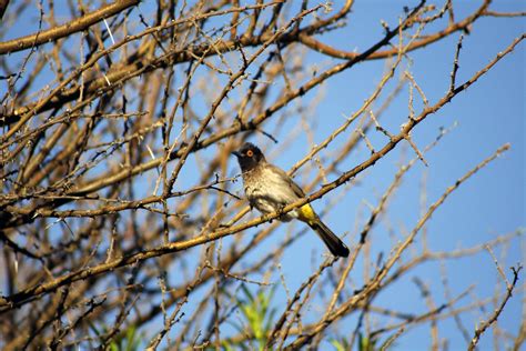 African Fly Catcher bird 1312896 Stock Photo at Vecteezy