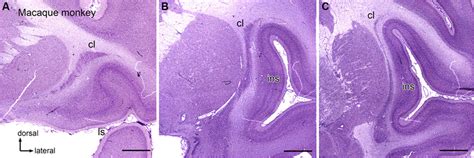 Frontiers | Comparative organization of the claustrum: what does ...