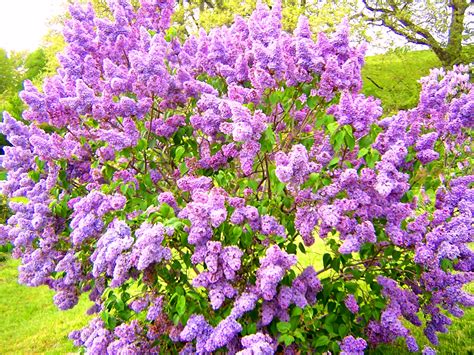 Kane Landscapes: Plant of the Week: Lilac