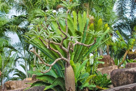 Cactus in the farm / Cactus in the farm in Thailand Stock Photo | Adobe ...