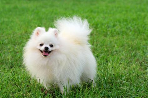 White Pomeranian Wallpapers - Wallpaper Cave