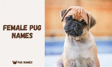 500 Girl Pug Names for Fantastic Female Pugs - PugNames.net