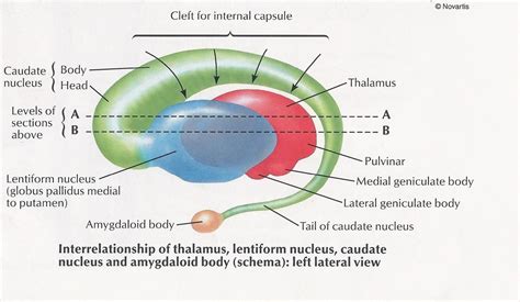 The pulvinar is usually grouped as one of the lateral thalamic nuclei ...