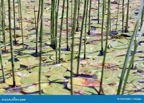 Marshy Areas of the Old Lake Stock Image - Image of green, swamp: 53670685