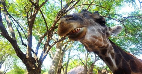 Giraffe Teeth: Everything You Need to Know - A-Z Animals