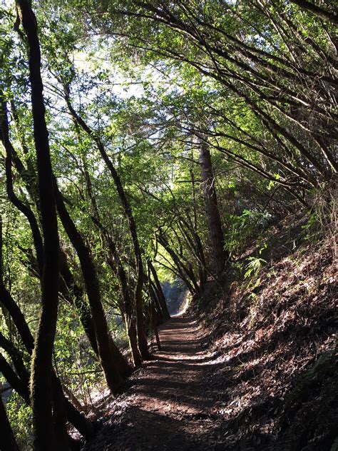 Hike - Muir Woods National Monument (U.S. National Park Service)