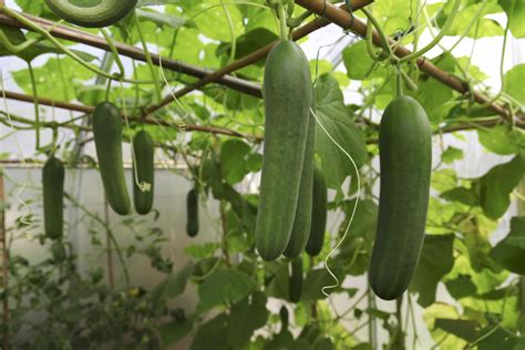 The Best Companion Plants for Cucumbers in the Garden