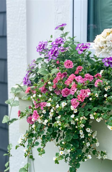 White Pink and Purple Flower Boxes - The Lilypad Cottage