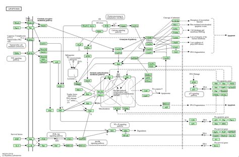 KEGG PATHWAY: Apoptosis - Homo sapiens (human)