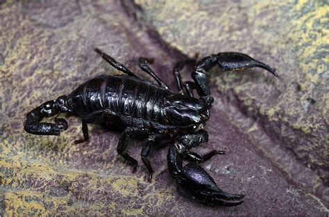 Black Scorpion by johnriley1uk | ePHOTOzine