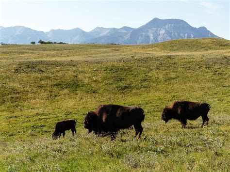 Bison herd, Bison Paddock, Waterton | Saturday, 23 May 2020:… | Flickr