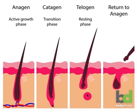 3 Stages of Hair Growth & Why They Matter for Laser Hair Removal