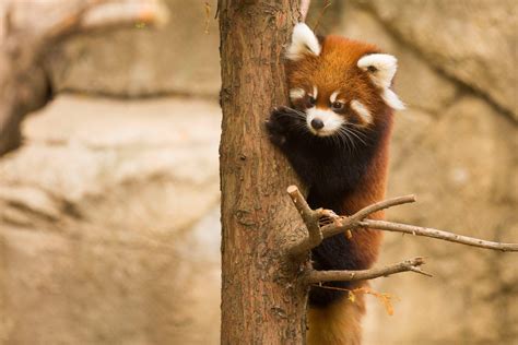 Red Panda Cubs Leaving Lincoln Park Zoo | Chicago News | WTTW