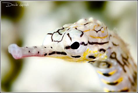 Pipefish | Marine fish, Underwater sea, Animals