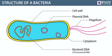 Bacteria - Definition, Structure, Diagram, Classification