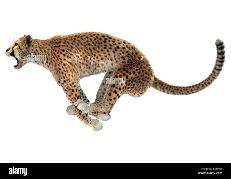 3D digital render of a jumping cheetah isolated on white background ...