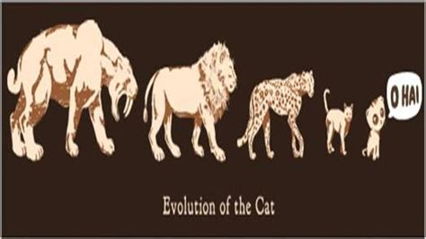 cat evolution | Cat evolution, Evolution, Cats