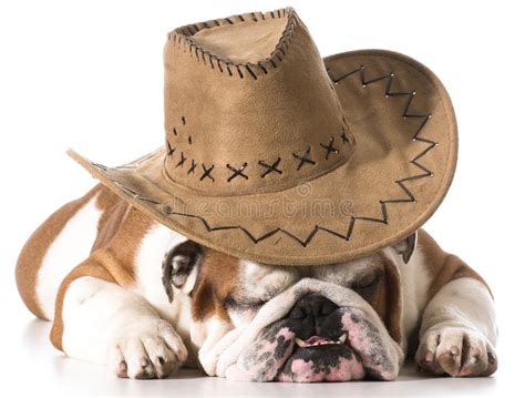 258 Dog Wearing Cowboy Hat Stock Photos - Free & Royalty-Free Stock ...