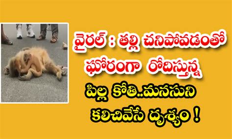 వైరల్: తల్లి చనిపోవడంతో ఘోరంగా రోదిస్తున్న పిల్ల కోతి.. మనసుని కలచివేసే ...