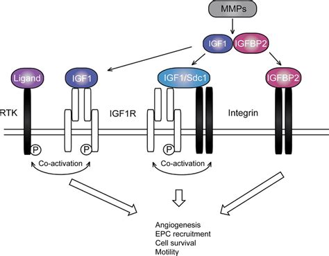 Interplay between insulin-like growth factors (receptors) [IGF(R)s] and ...