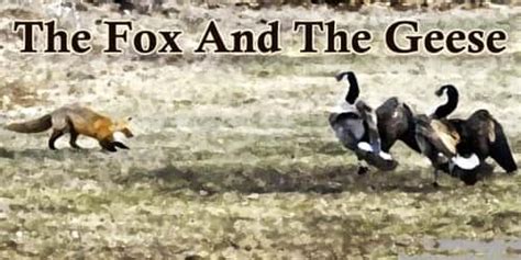 The Fox And The Geese - Assignment Point