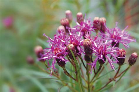 How to Choose the Best Native Plants for Pollinator Gardens ...