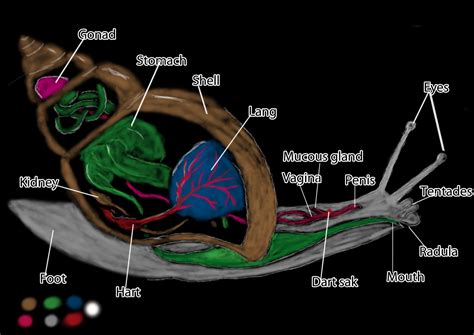 LeGzY AKA ROYCGAA @ UCA Rochester: Snail Anatomy