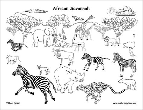 African Animals Coloring Page - ColoringBay