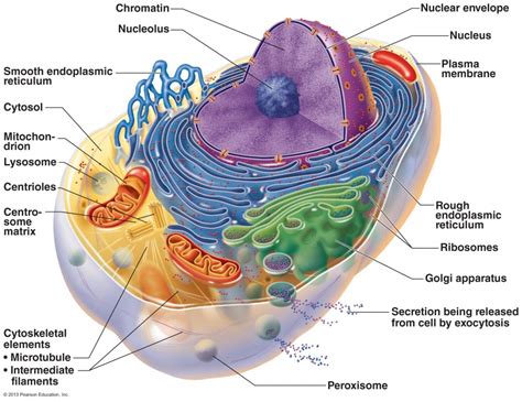 All biology classes: WHAT IS A CELL?